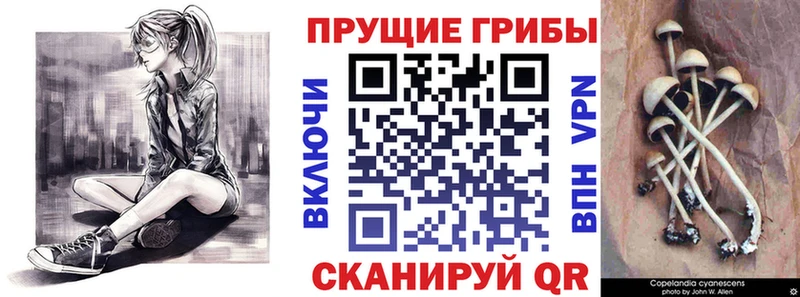 Купить где  Красноуфимск  Галлюциногенные грибы Psilocybine cubensis 